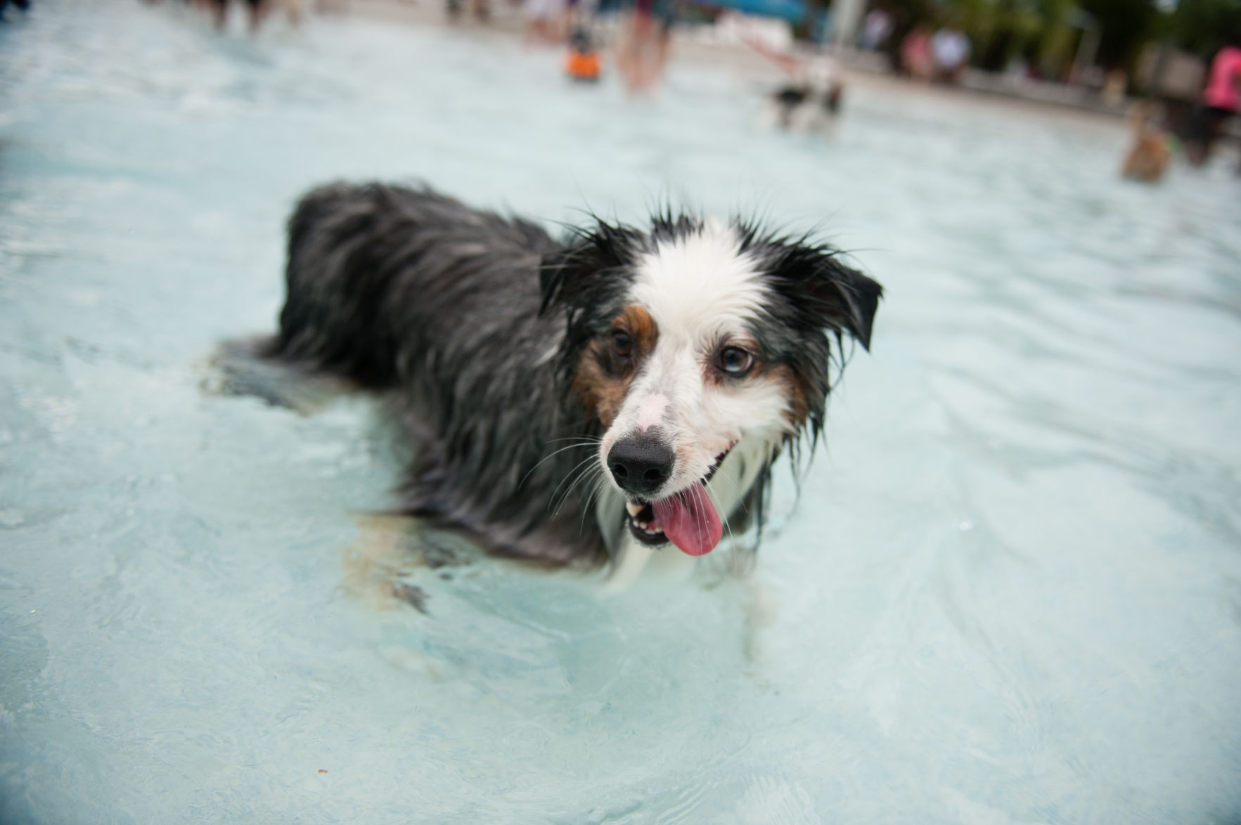 Dog Day Afternoon dog with tongue out in pool